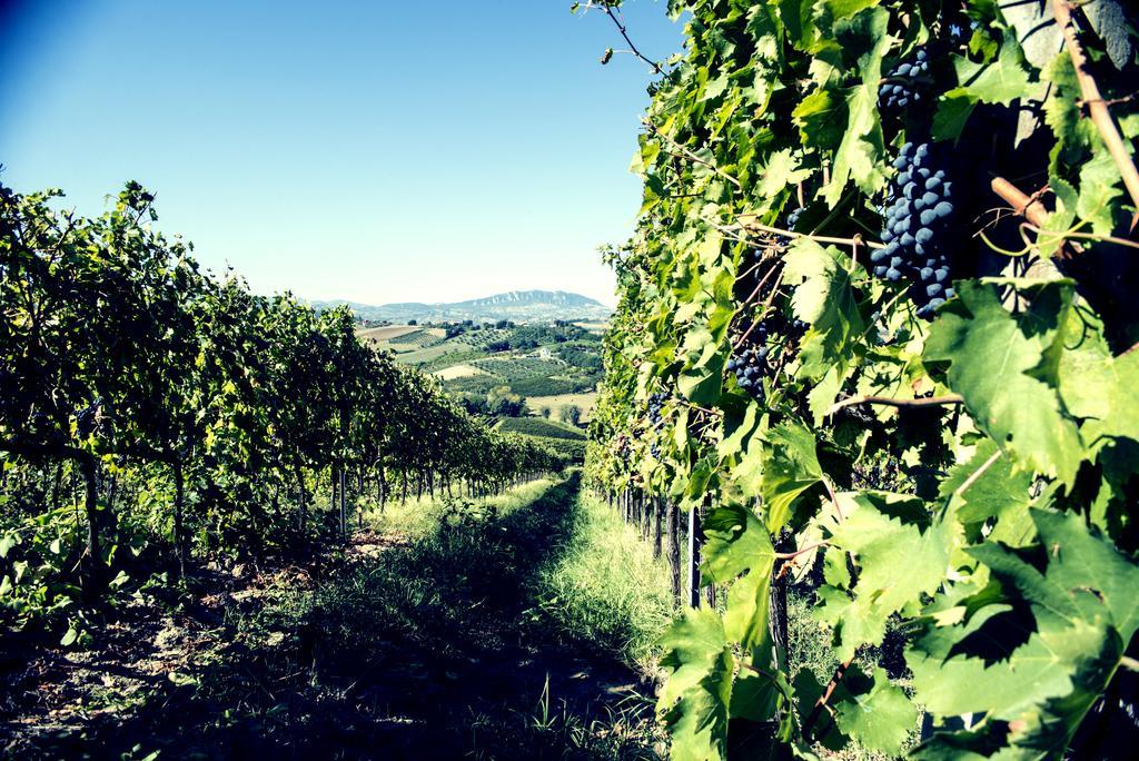 Tenuta Santini Villa Coriano Exteriör bild